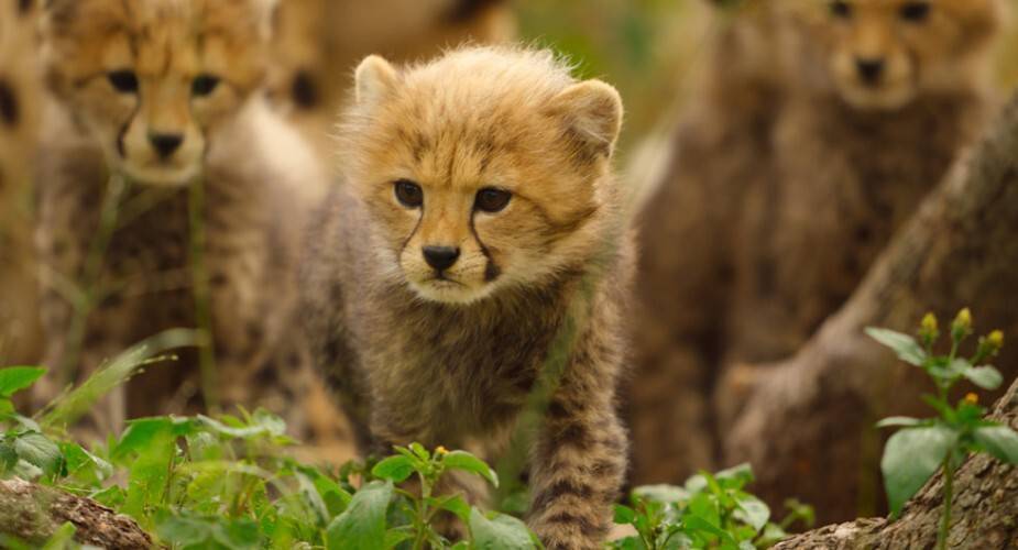 „Dzikie z natury" - Apple prezentuje zwiastun nowego serialu przyrodniczego z Apple TV